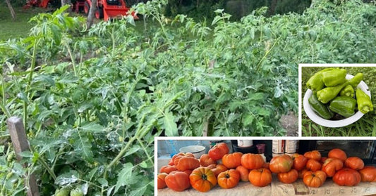 NutriHarvest® Unveils Organic Fertilizer That Boosts Yields and Protects Waterways