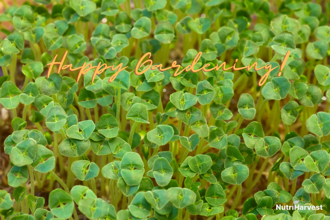 How to Grow Chia Seeds and Use Organic Fertilizers for a Thriving Harvest!