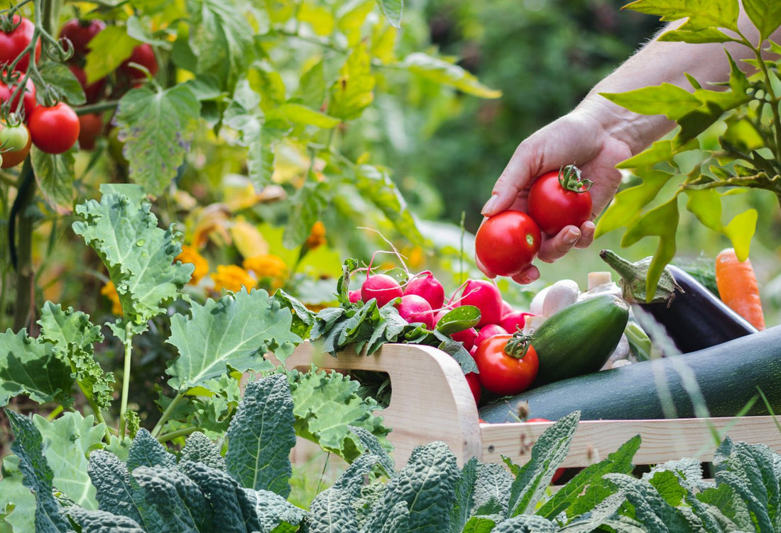 The Biggest Organic Gardening Challenges—and Their Fixes