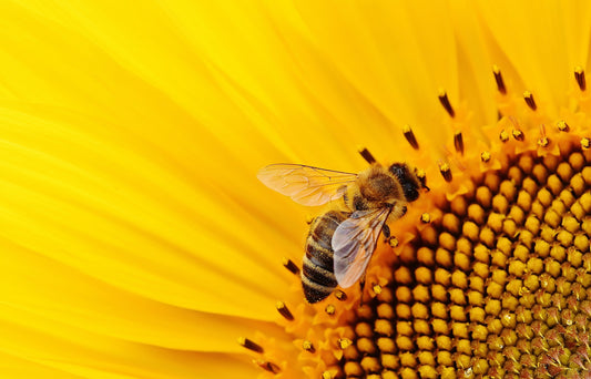 The Decline of Pollinators due to Chemicals