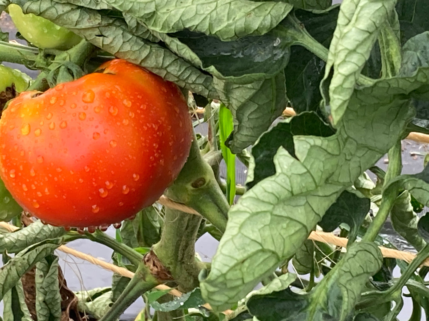 NutriHarvest® Premium Plus Super Organic Fertilizer 4-4-1, OMRI Listed, 100% USDA-certified Biobased, low-potassium, in Resealable Bag