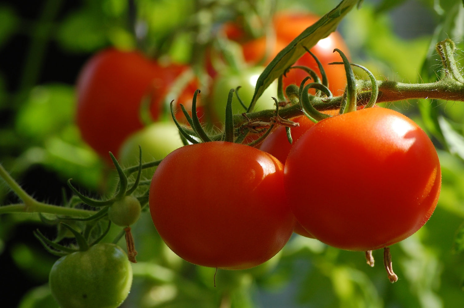 NutriHarvest® Organic Fertilizers and Eco-Friendly Merchandise at https://www.nutriharvest.com/