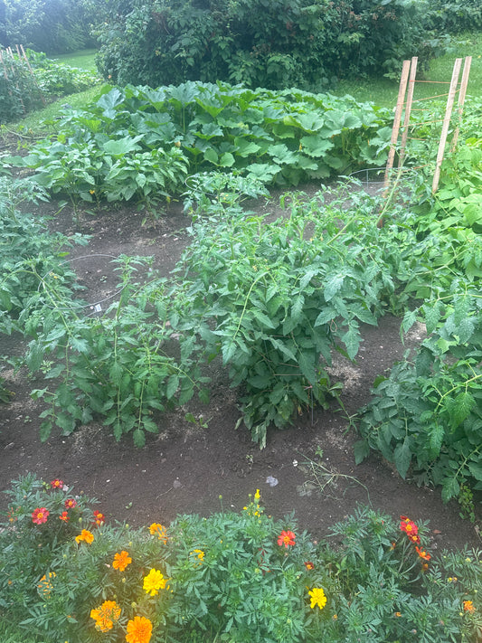 Healthy Backyard Garden in Vermont