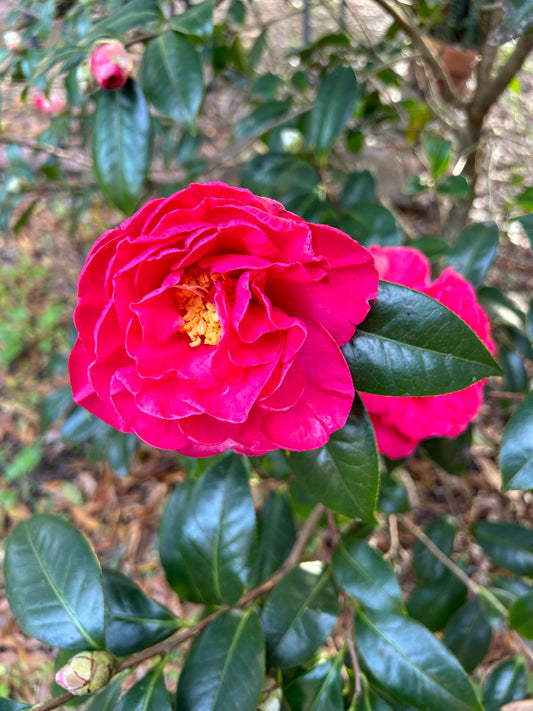 Floral Blooms in Florida