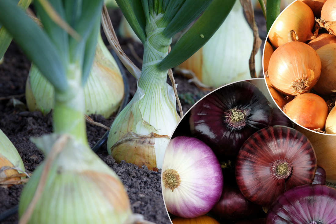 Onions and Organic Fertilizers: The Ultimate Guide to Growing Vibrant and Healthy Onions