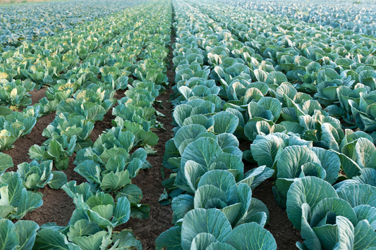 Vegetable Crop Trialed with NutriHarvest® Organic Fertilizer: Proven Results!