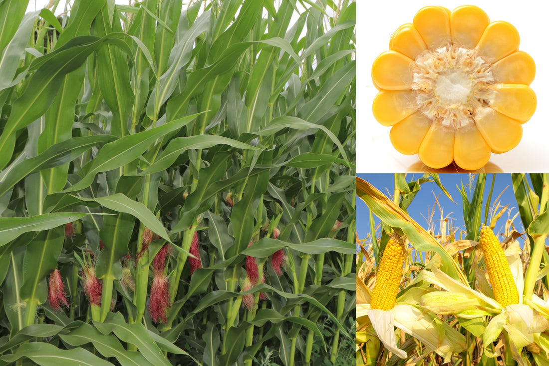NutriHarvest — A USDA BioPreferred Program Champion