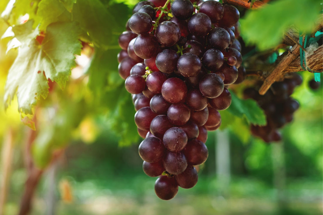 Grow Juicy Grapes Using Organic Fertilizer: Savor As Is, Make Wine & Raisin!