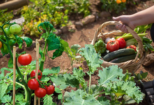Celebrate Gardening as Summer Starts: Top Tips for a Thriving Garden