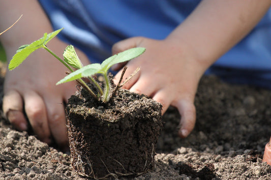 Nourishing Soil Naturally: Organic Fertilizers