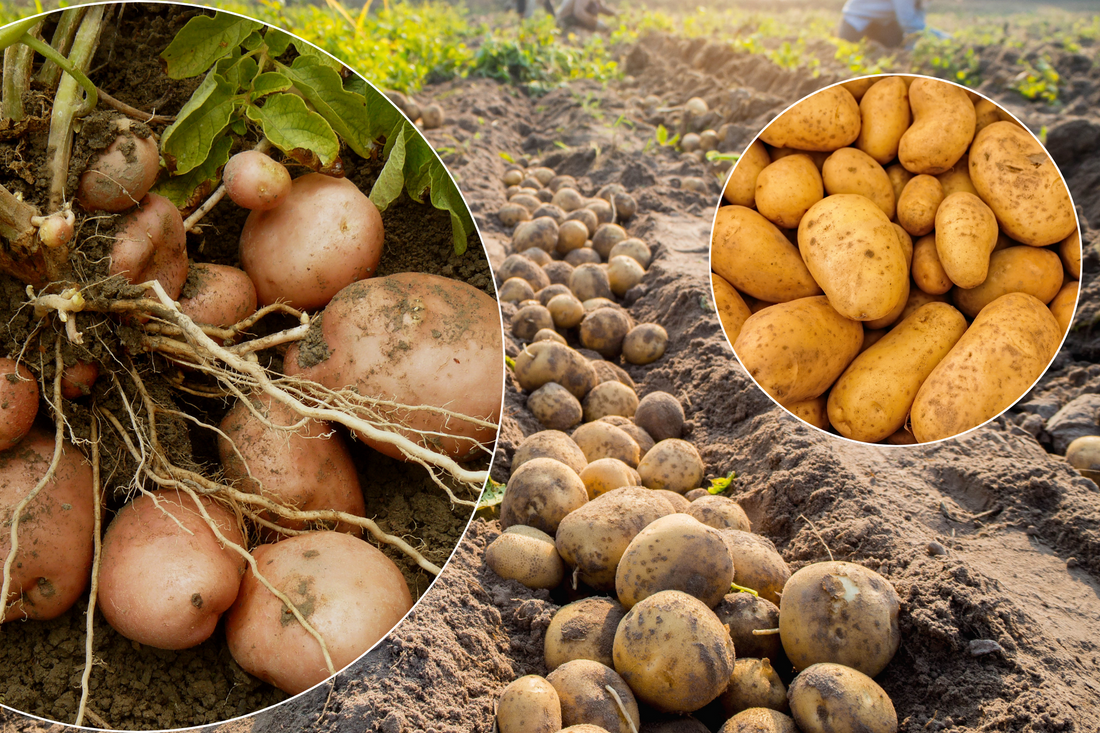 Your Guide to Growing Delicious Potatoes with Organic Fertilizer