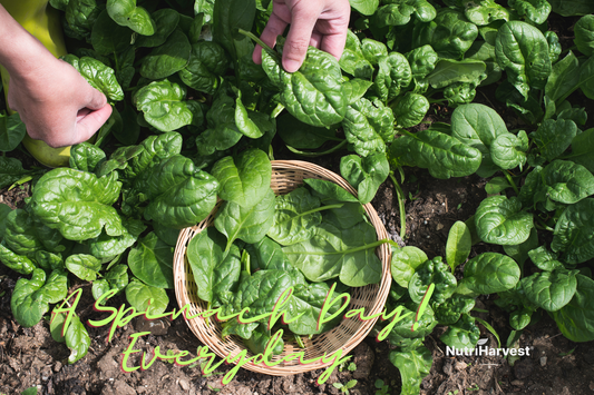 Powering Popeye: How Spinach and Organic Fertilizers are a Super Combo!