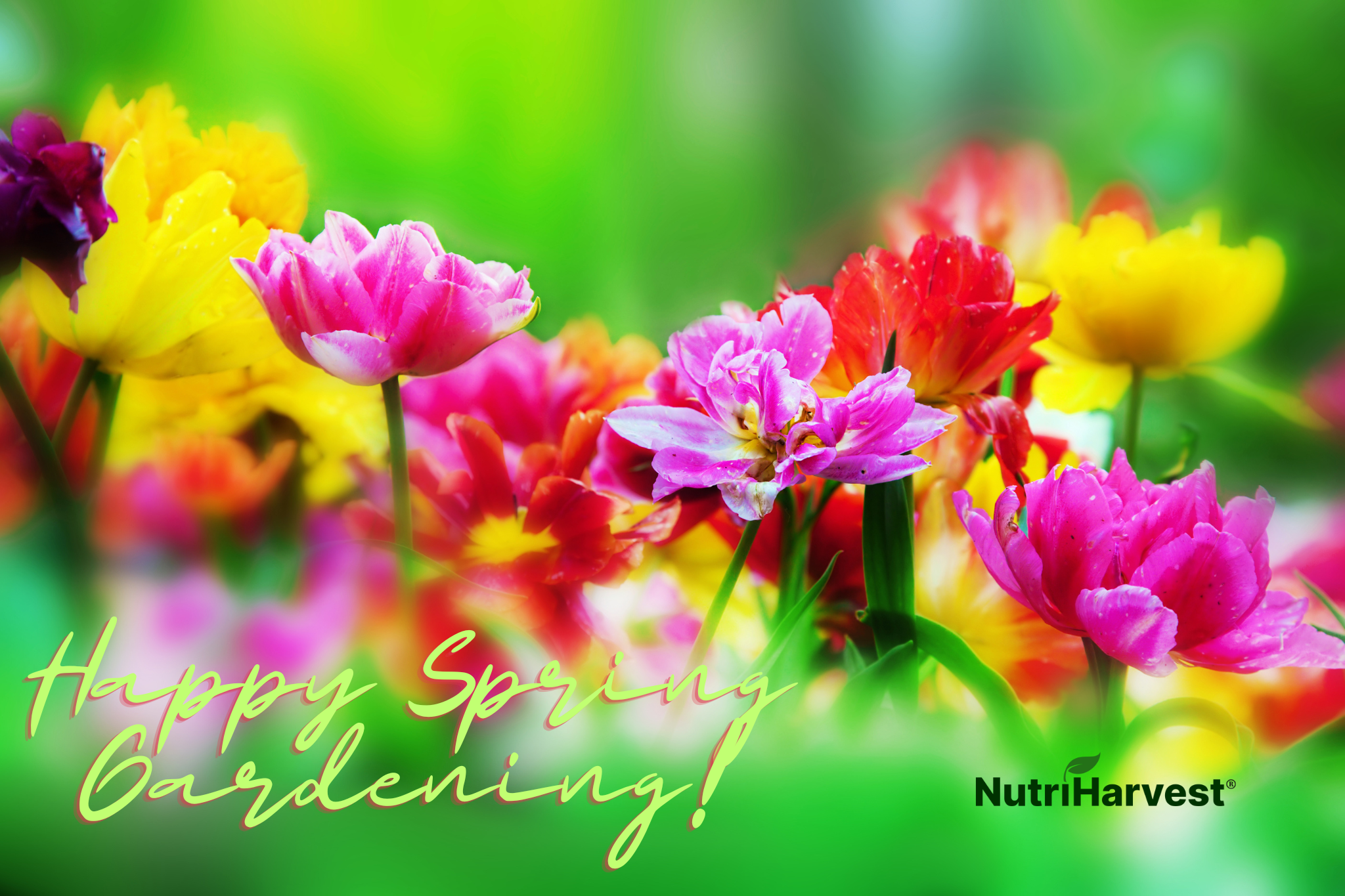 Let's Get Growing Spring Spring into Color: Grow Vibrant Spring Flowers with Organic Fertilizer ...