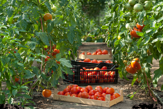 Tomatoes and Organic Fertilizers – Guide to Growing the Taste of Garden Adventure!